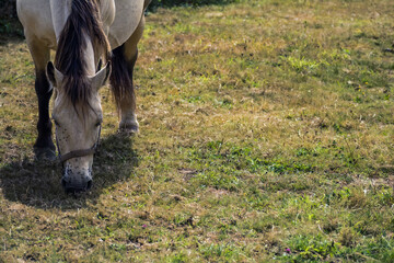 Close-up of a horse with flies. 2