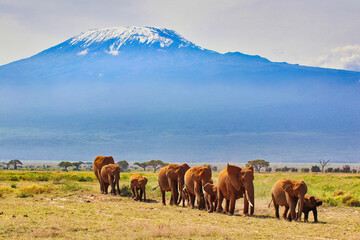 Postcards from Africa - A Timeless image of an Elephant herd on the move under the shadow of...