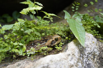 Cane toad (Rhinella marina), Bufonidae family. Ubajara National Park, Ceará, Brazil.