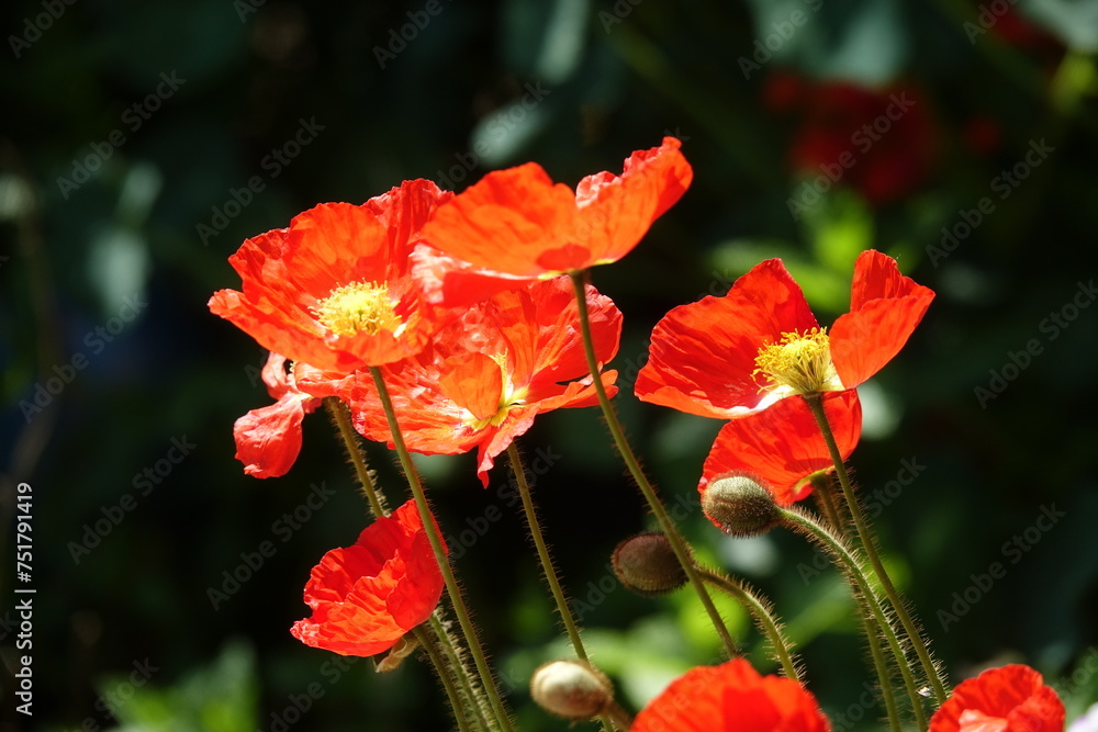 Wall mural ziermohn