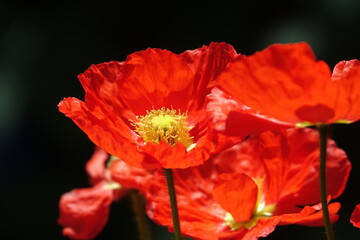 Ziermohn