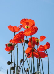 Obraz premium Klatschmohn