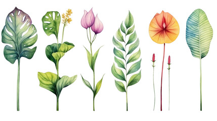 Watercolor Exotic Plants Isolated on Transparent Background, (PNG).