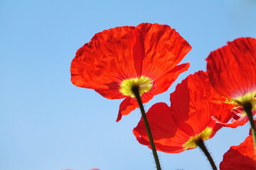 Klatschmohn