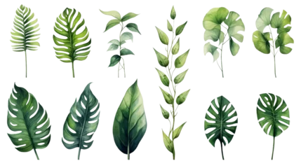 Deurstickers Tropische bladeren Watercolor Exotic Plants Isolated on Transparent Background, (PNG).