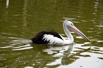 Australian pelicans are one of the largest flying birds. They have a white body and head and black wings. They have a large pink bill.