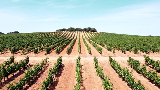 Vi&ntilde;edos en D.O. Ribera del Duero