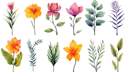  Watercolor Exotic Plants Isolated on Transparent Background, (PNG). © Naturalis