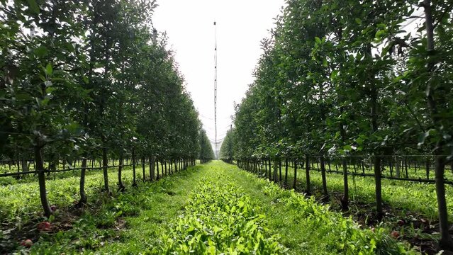 Aerial view of a lush green orchard filled with apple trees, captured by a drone. The vibrant green field is dotted with rows of evenly spaced trees, each heavy with ripening apples. 