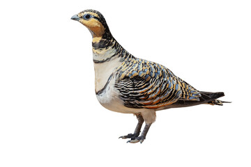 Portrait of Pin-tailed sandgrouse female (Pterocles alchata) on a white background