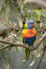 The rainbow lorikeet has a bright yellow-orange/red breast, a mostly violet-blue throat and a yellow-green collar.