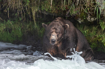 Male Brown Bear Waiting for Fish in Brooks River In Katmai National Park Alaska