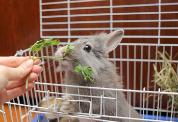 A female hand feeds a small fluffy cute bunny with parsley. gray lionhead rabbit in a cage eats...