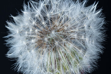Dandelion. Dandelion flower seeds. Macro photo dandelion on black background. Close-up flowers. Focus Stacking.