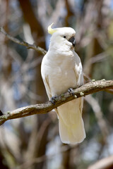 The sulphur crested cockatoo is a white bird with a yellow crest.