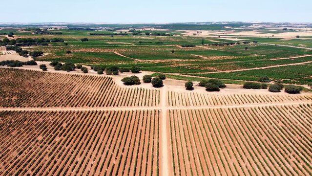 Vi&ntilde;edos en D.O. Ribera del Duero