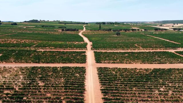 Vi&ntilde;edos en D.O. Ribera del Duero