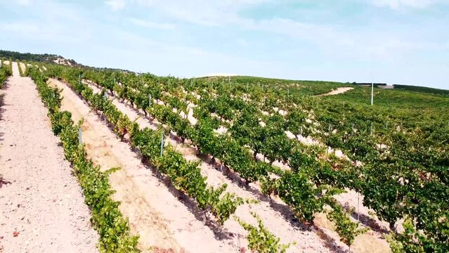 Vi&ntilde;edos en D.O. Ribera del Duero