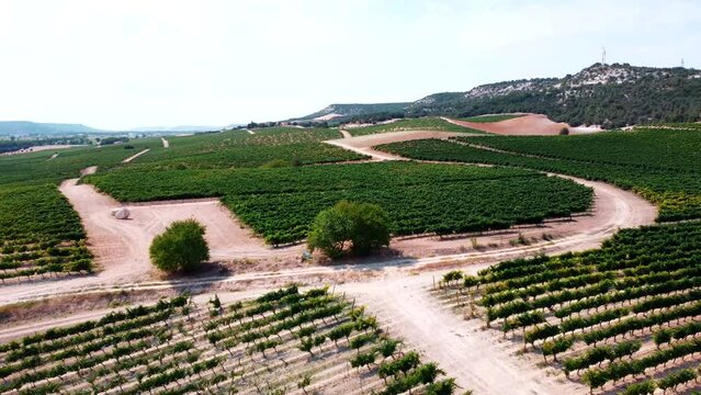 Vi&ntilde;edos en D.O. Ribera del Duero