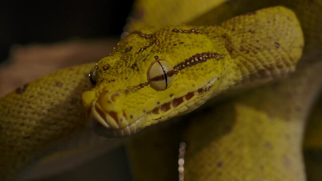 green python close up macro tongue flicking detailed on branch
