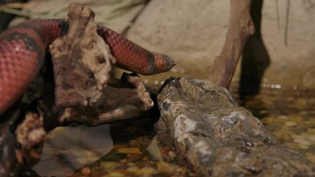 milk snake slithers along a log and flicks tongue