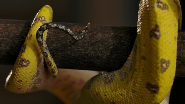 green python macro details of tail wrapped around branch