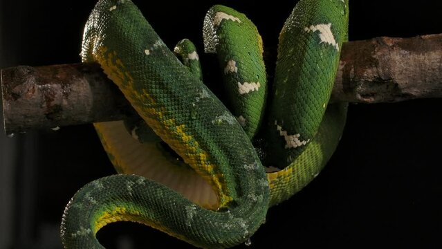 emerald tree boa getting splashed with big rain droplet from foliage above slomo 120fps