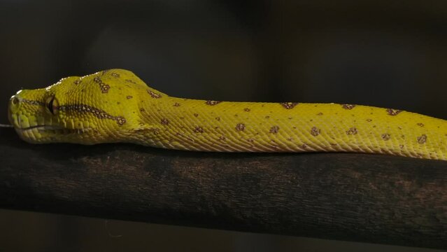 green python going along branch with tongue flick slomo