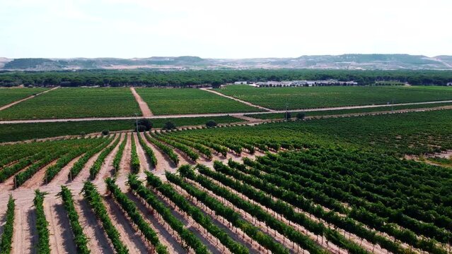 Vi&ntilde;edos en D.O. Ribera del Duero