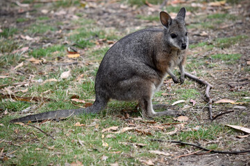 Naklejka na ściany i meble the tammar wallaby has dark greyish upperparts with a paler underside and rufous-coloured sides and limbs. The tammar wallaby has white stripes on its face.