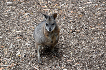the tammar wallaby  has dark greyish upperparts with a paler underside and rufous-coloured sides...