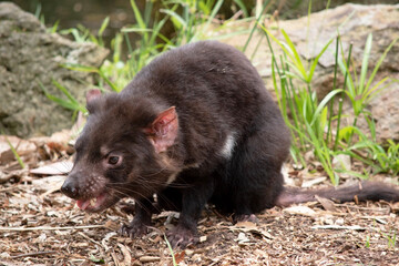 Tasmanian Devils have black fur with a large white stripe across their breast and the odd line on their back.