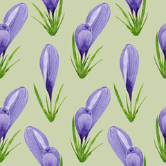 Watercolor spring crocuses seamless pattern, spring flower digital paper on green background. Hand painted floral illustration. For textile design, packaging, wrapping paper, wallpaper, scrapbooking.