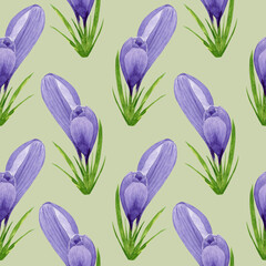 Watercolor spring crocuses seamless pattern, spring flower digital paper on green background. Hand painted floral illustration. For textile design, packaging, wrapping paper, wallpaper, scrapbooking.