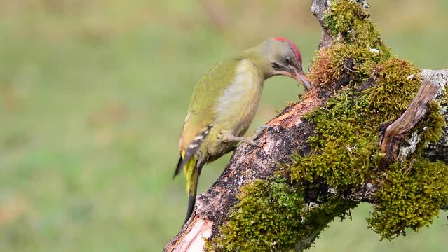 European green woodpecker eating on a log. Picus viridis.