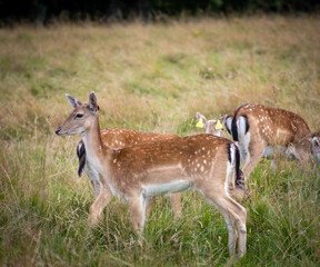 Herd of young wild deer and with big crows running on fresh grass in Phoenix Park in Dublin, Ireland. The 708-hectare park is connected to the 