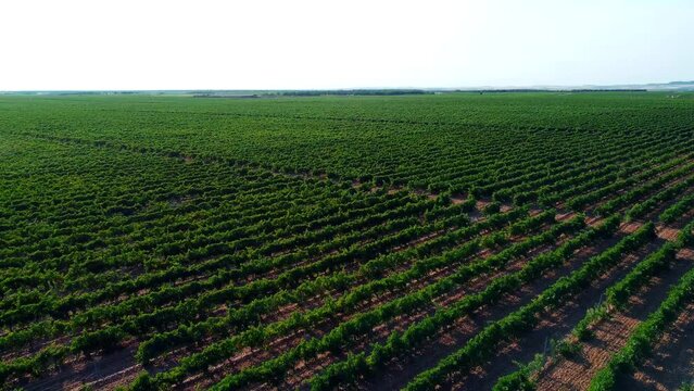 Vi&ntilde;edos en D.O. Rueda 