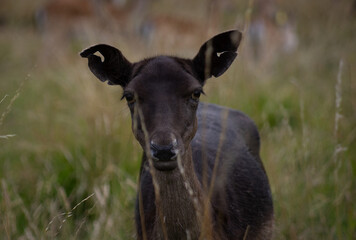 Herd of young wild deer and with big crows running on fresh grass in Phoenix Park in Dublin, Ireland. The 708-hectare park is connected to the 