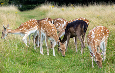 Herd of young wild deer and with big crows running on fresh grass in Phoenix Park in Dublin, Ireland. The 708-hectare park is connected to the 