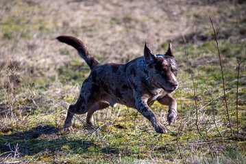 catahula luisiana dog