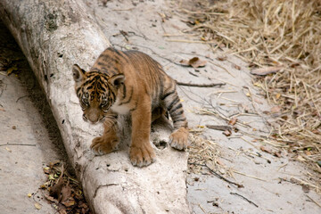 Tiger cubs are born with all their stripes and drink their mother's milk until they are six months old and then only eat meat.