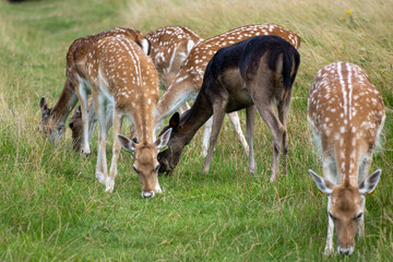 Herd of young wild deer and with big crows running on fresh grass in Phoenix Park in Dublin, Ireland. The 708-hectare park is connected to the 