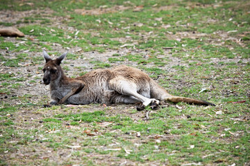 Western grey kangaroos have a finely haired muzzle. They have light to dark-brown fur. Paws, feet and tail tips vary in colour from brown to black.