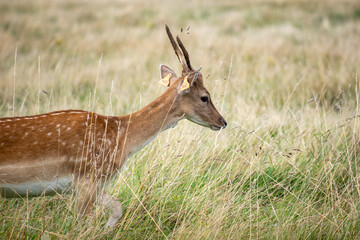 Herd of young wild deer and with big crows running on fresh grass in Phoenix Park in Dublin, Ireland. The 708-hectare park is connected to the 