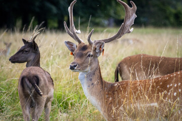 Herd of young wild deer and with big crows running on fresh grass in Phoenix Park in Dublin,...