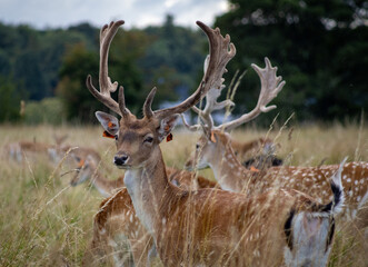 Herd of young wild deer and with big crows running on fresh grass in Phoenix Park in Dublin,...