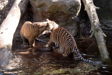 Young tigers have a coat of golden fur with dark stripes, the tiger is the largest wild cat in the...