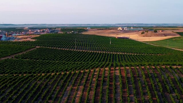 Vi&ntilde;edos en D.O. Rueda 