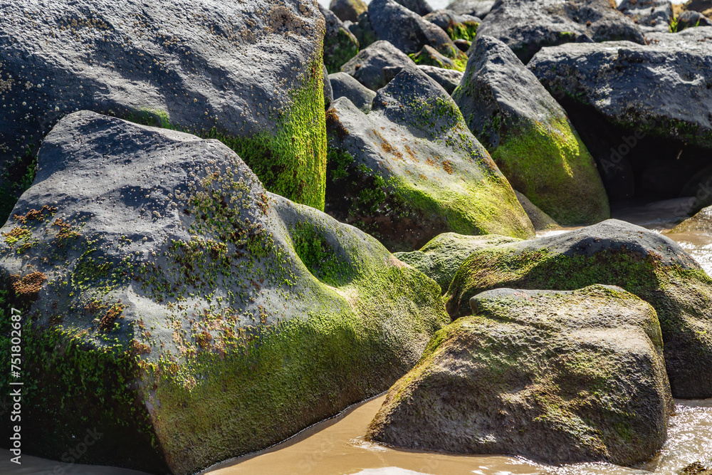 Poster moss on rocks