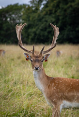 Herd of young wild deer and with big crows running on fresh grass in Phoenix Park in Dublin, Ireland. The 708-hectare park is connected to the 